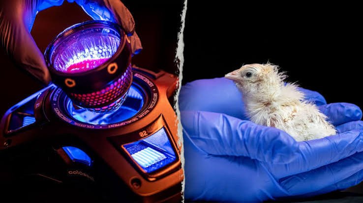 Colossal Biosciences — Naissance de poussins à partir d'un œ