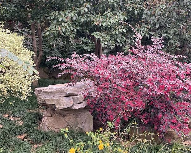 Jardin — 5 arbustes à fleurs colorées « toute l'année »