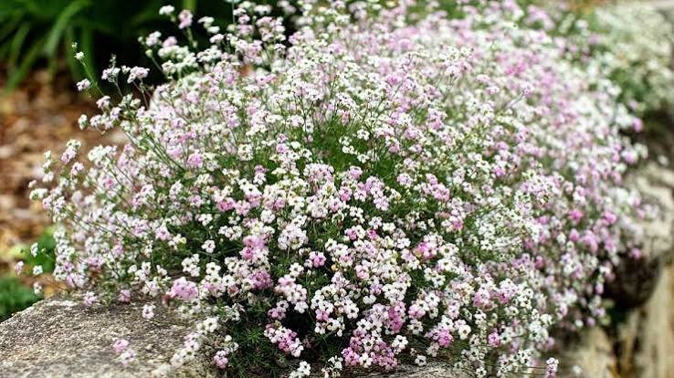 Jardin — « La fleur qui résiste à tout » (gravier, sans arro