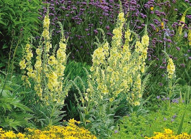 Jardin — « 10 plantes magnifiques pour un sol pauvre »