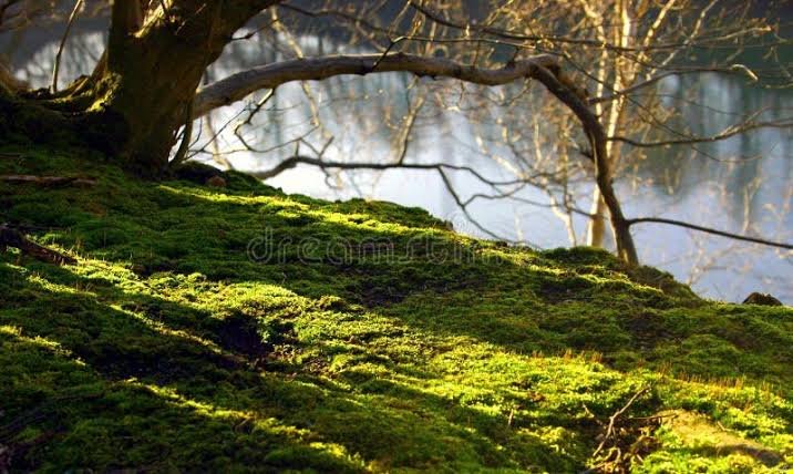 Product Photography « Moss Bed » (Alexandra Aisling)