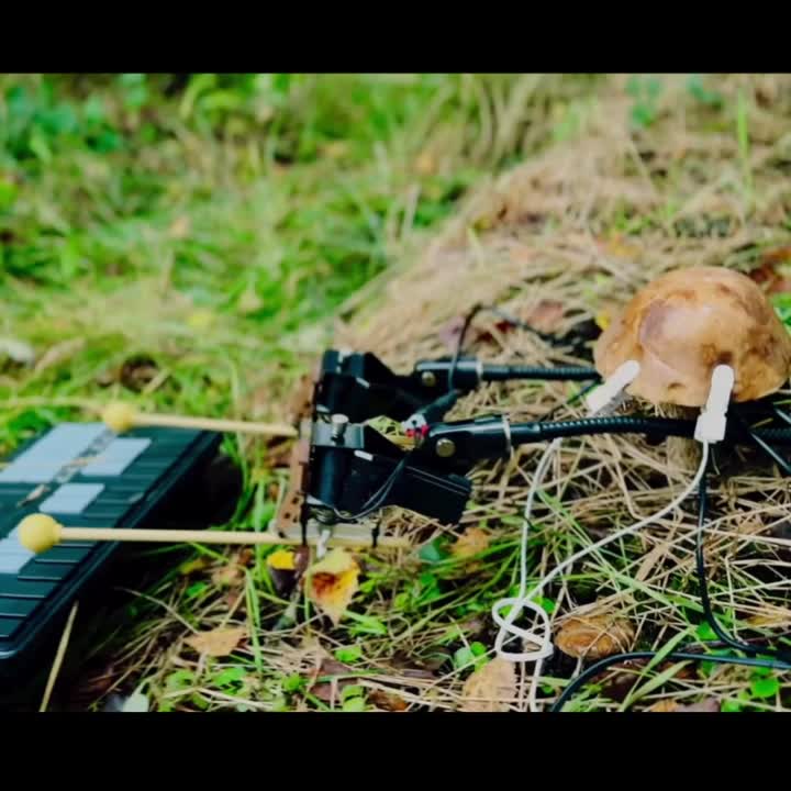 « Bionic and the Wires » — champignon aux bras robotiques jouant de la musique