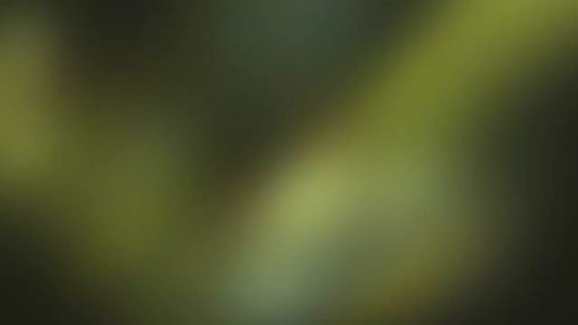 Google Pomelli — capture