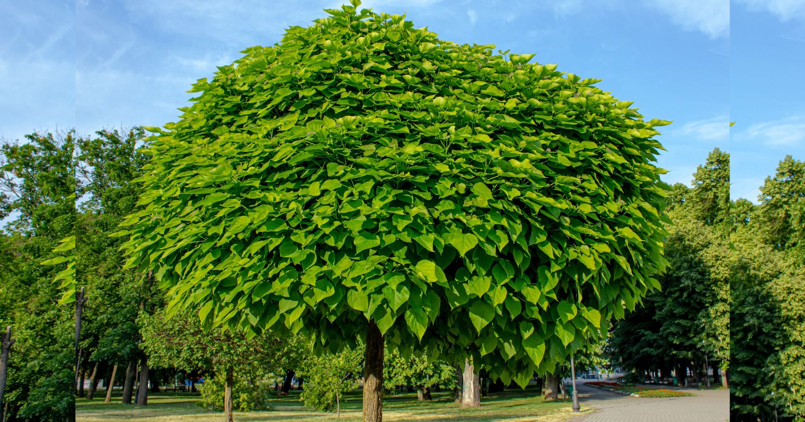 Canicule — 3 arbres à croissance fulgurante