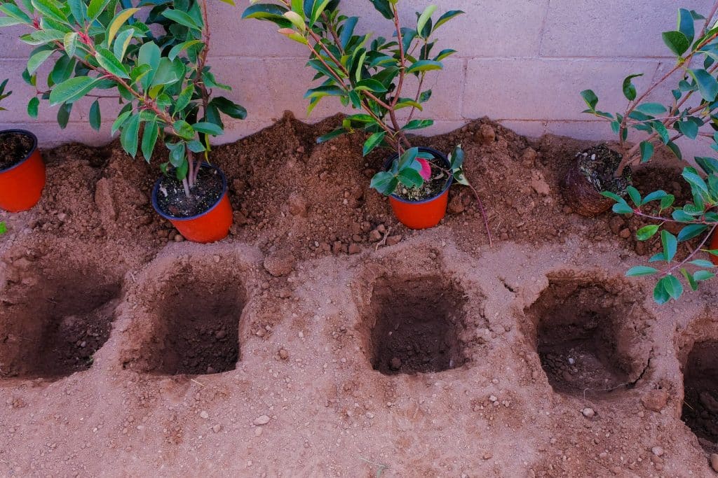 Brise-vue : 3 arbustes plutôt que du bambou (jardin)