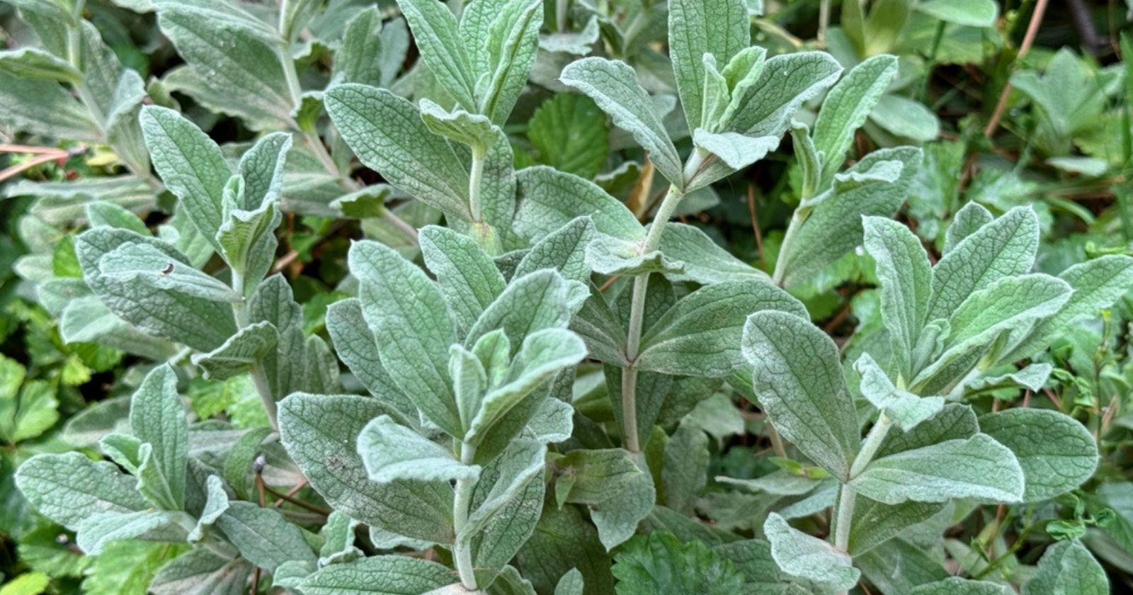 Jardin : 9 plantes aromatiques ultra-résistantes à la chaleur