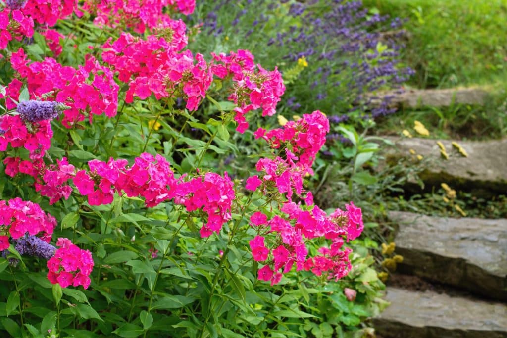 7 fleurs pour massifs exposés plein sud