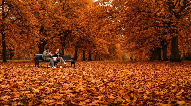 Visuel KFC automne — visuel 2