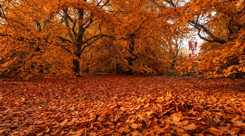 Visuel KFC automne — visuel 3