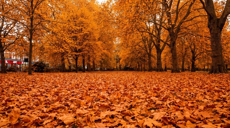 Visuel KFC automne